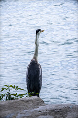 Grey heron catching and eating a fish by the Kunming Lake, Summer Palace, Beijing