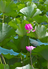 pink lotus flower