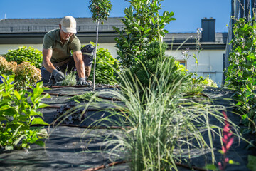 Gardening Enthusiast Cultivates Plants and Installing Drip Irrigation System.