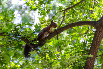 squirrel on tree