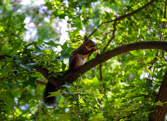 squirrel on tree