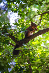 squirrel on tree