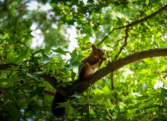 squirrel on a tree