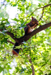 squirrel on tree