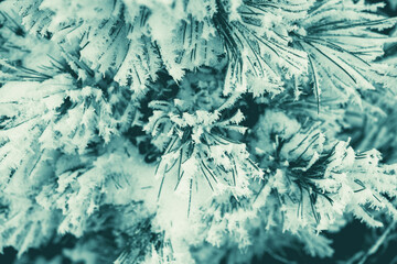 Frosted Pine Needles Shimmer in the Winter Sunlight During a Snowy Day