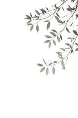 Botanical serenity silvery foliage branches elegant minimalism artistic isolated backdrop