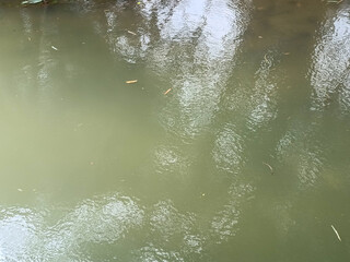 Floating leaves carried by a rural river stream with soft sunlight reflections on the water surface.