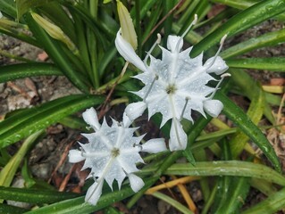 Obraz premium Beautiful white spider lily (Hymenocallis littoralis) in outdoor garden, Top view 