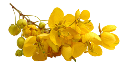 Vibrant Yellow Flowers on Black Background