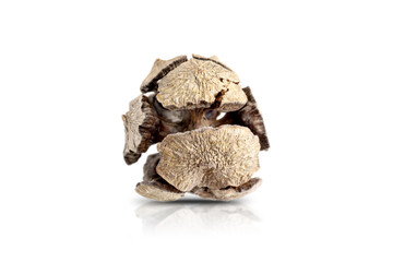 cypress cone on white background