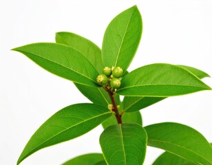 Fototapeta premium Branch of green Balsam on a white background