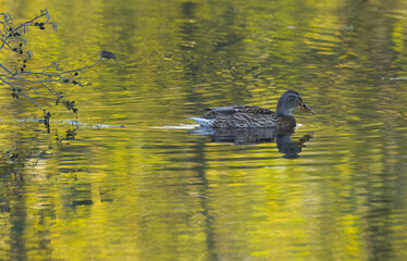 A female mallard swims to the right on the yellow-green shimmering lake, beautiful green reflection on the lake, mallard surrounded by a delicate branch with leaves, slight waves on the pond