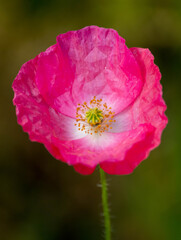Pink Poppy