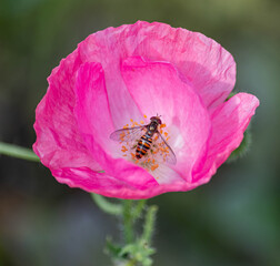 Pink Poppy