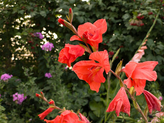 A bunch of bright orange flowers in a garden
