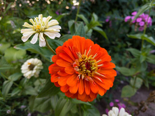 A bright orange flower in the middle of a garden