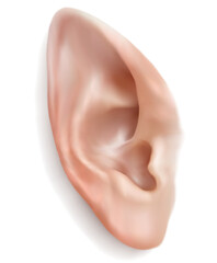 Pointy ear of elf. Realistic 3d vector elven large ear isolated on white background. Suitable for Santa elfs, forest elfs, fairy tale elfs and etc