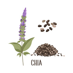 Chia seeds with a chia flower or Salvia hispanica. Spice, condiment, granule or grain. Superfood illustration.
