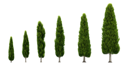 green cypress trees in various stages of growth isolated on white backgrounddevelopment