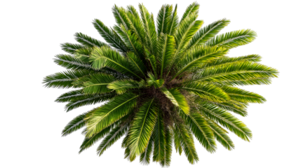 Vibrant aerial view of  green palm tree's fronds spread out isolated on white background
