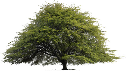  vibrant green tree in full bloom isolated on white background