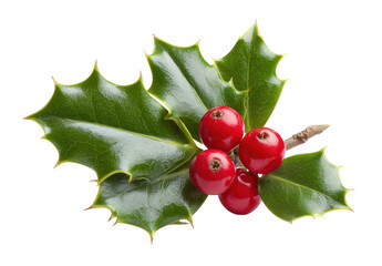 A sprig of holly with red berries on transparent background