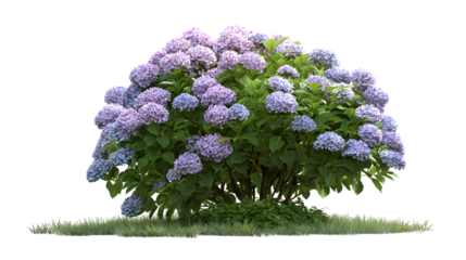  vibrant hydrangea bush with lush purple and blue blooms isolated on white background