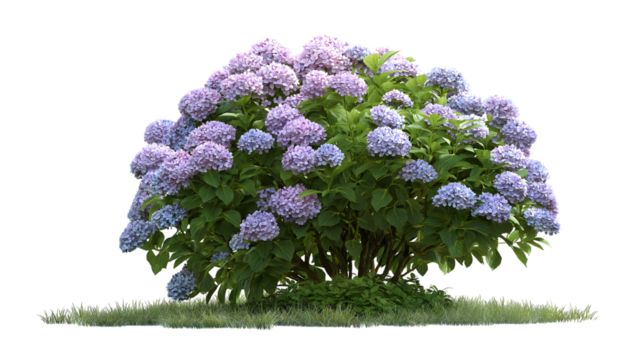  vibrant hydrangea bush with lush purple and blue blooms isolated on white background