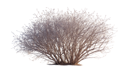 bush, showcasing intricate branches isolated on white background