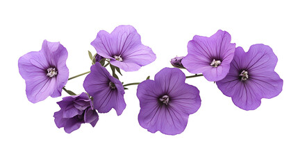 Obraz premium purple flowers png