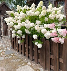 panicle hydrangea Vanilla Fraise, beautiful landscape design,