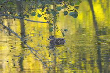 A female mallard swims to the left on the yellow-green shimmering lake, mallard surrounded by a delicate branch with leaves, slight waves on the pond, beautiful green reflection on the lake