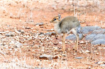 Dik dik in Tsavo National Park in Kenya, Africa