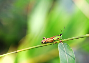 A bright green grasshopper on an leaf