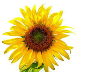 Sunflowers on a white background
