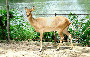 Female deer at Khao Kheow Open Zoo, Thailand