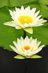  A close-up of a white waterlily or a lotus flower in the pond 