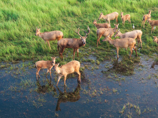 herd of deer
