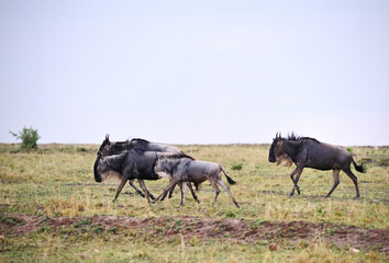 Maasai Mara wildebeest migration Safari, the seventh wonder of the world, Kenya

