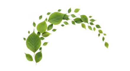 Green leaves swirling in a curved pattern isolated on transparent background
