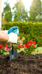 Fototapeta premium Hands in garden, digging soil