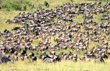  Wildebeest migration Safari , Masai Mara Game Reserve, Kenya