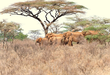 African elephant family in Botswana wildlife scene from nature  