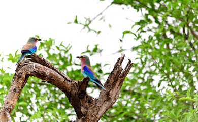 The Lilac Breasted Roller is a colorful bird from South Africa.