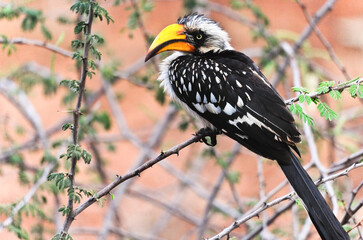 Southern Yellow-Billed Hornbill perching on the branch of a bush. Etosha National Park, Namibia..