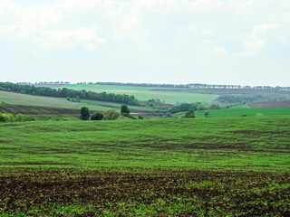Picturesque fields of Ukraine, sown with grain crops.