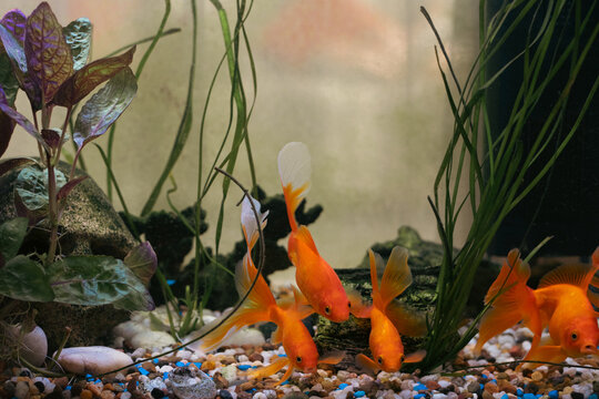 multiple goldfish swimming in an aquarium with a gravel substrate. The tank contains green plants