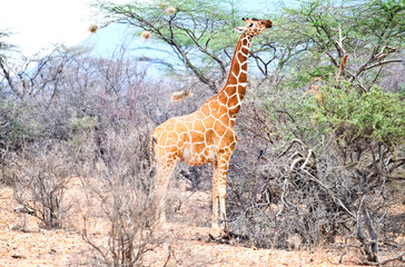 A Rothschild giraffe in Nakuru National Park, Kenya 