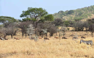 Maasai Mara Wildebeest Migration Safari , the Seventh Wonder of the world.
