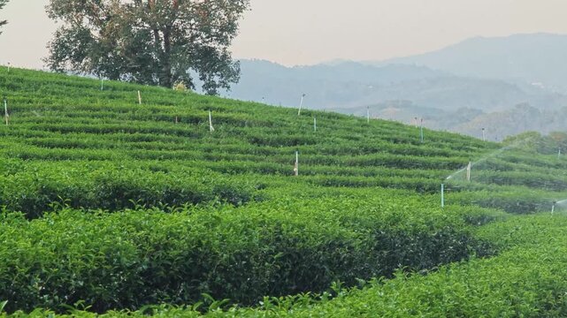 Green Tea Plantation Fields with water sprinkler system